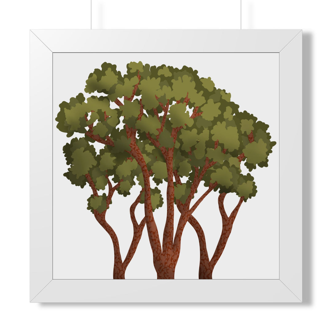 Pacific Madrone Framed Print – Wall Art