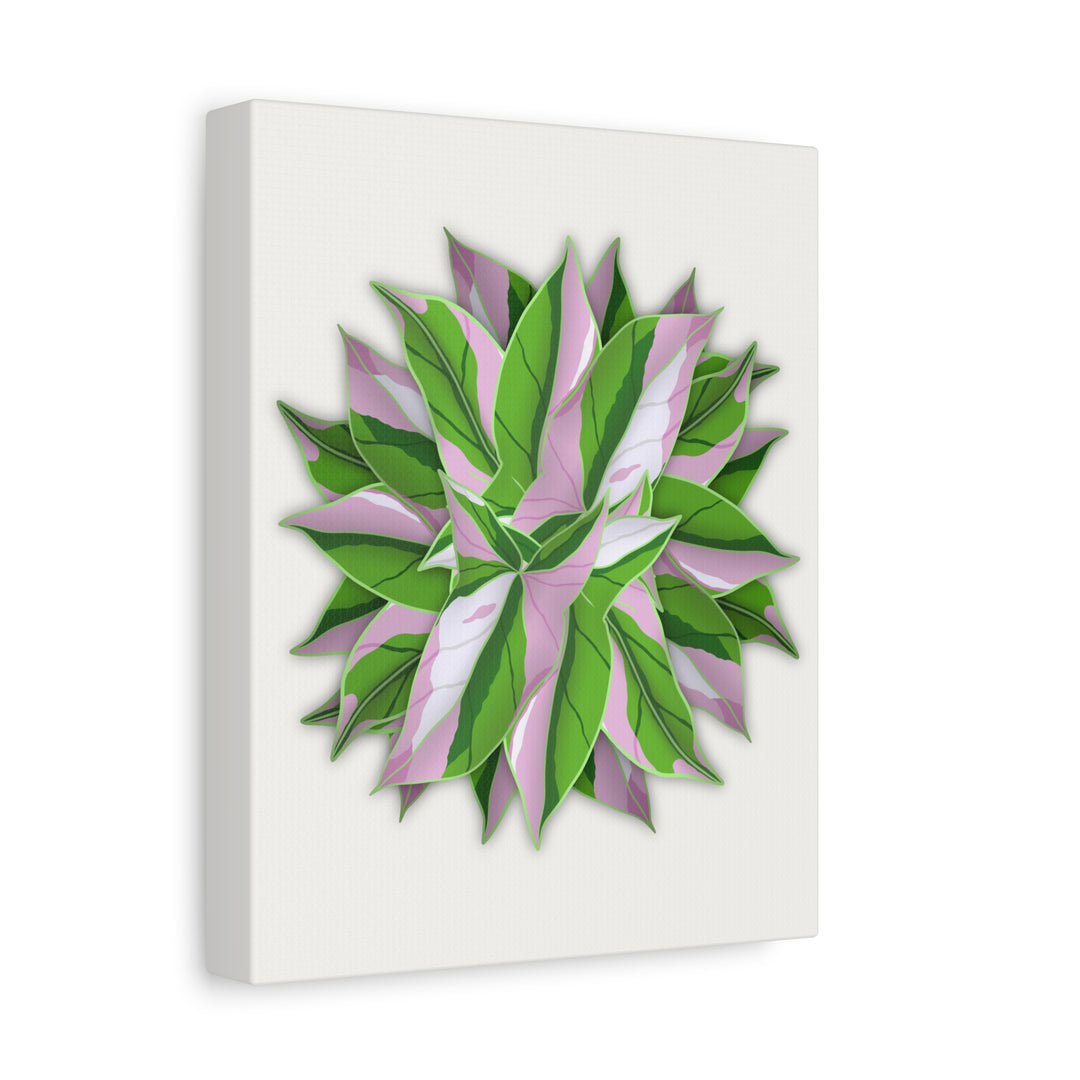 Syngonium Tricolor Canvas Print – Botanical Wall Art - The Potted Pixel