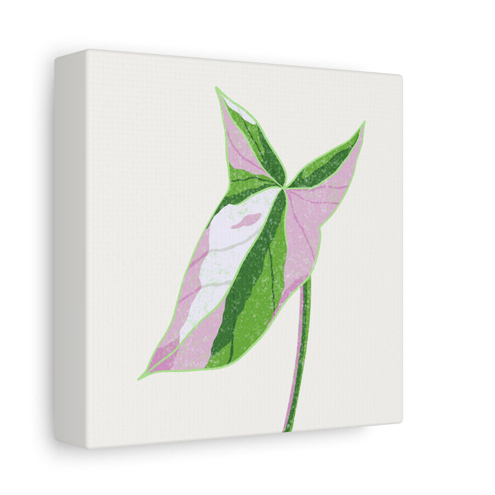 Syngonium Tricolor Canvas Print – Botanical Wall Art - The Potted Pixel