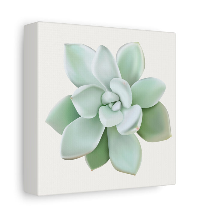 Succulent Canvas Art Pachyveria Haagei Print On Matte Finish Canvas Botanical Wall Decor