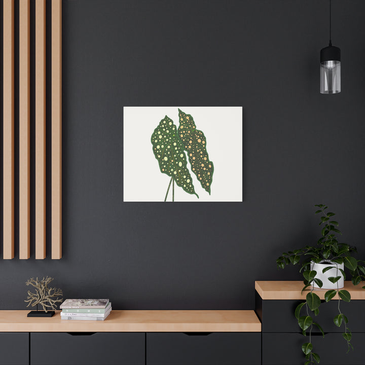 Begonia Maculata Canvas Premium Botanical Wall Art Print On Cotton Canvas With Matte Finish For Indoor Decor