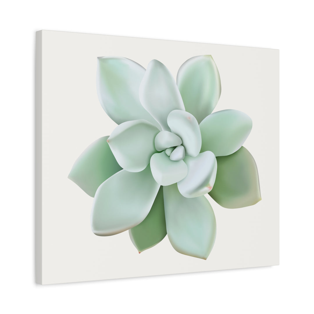 Succulent Canvas Art Pachyveria Haagei Print On Matte Finish Canvas Botanical Wall Decor