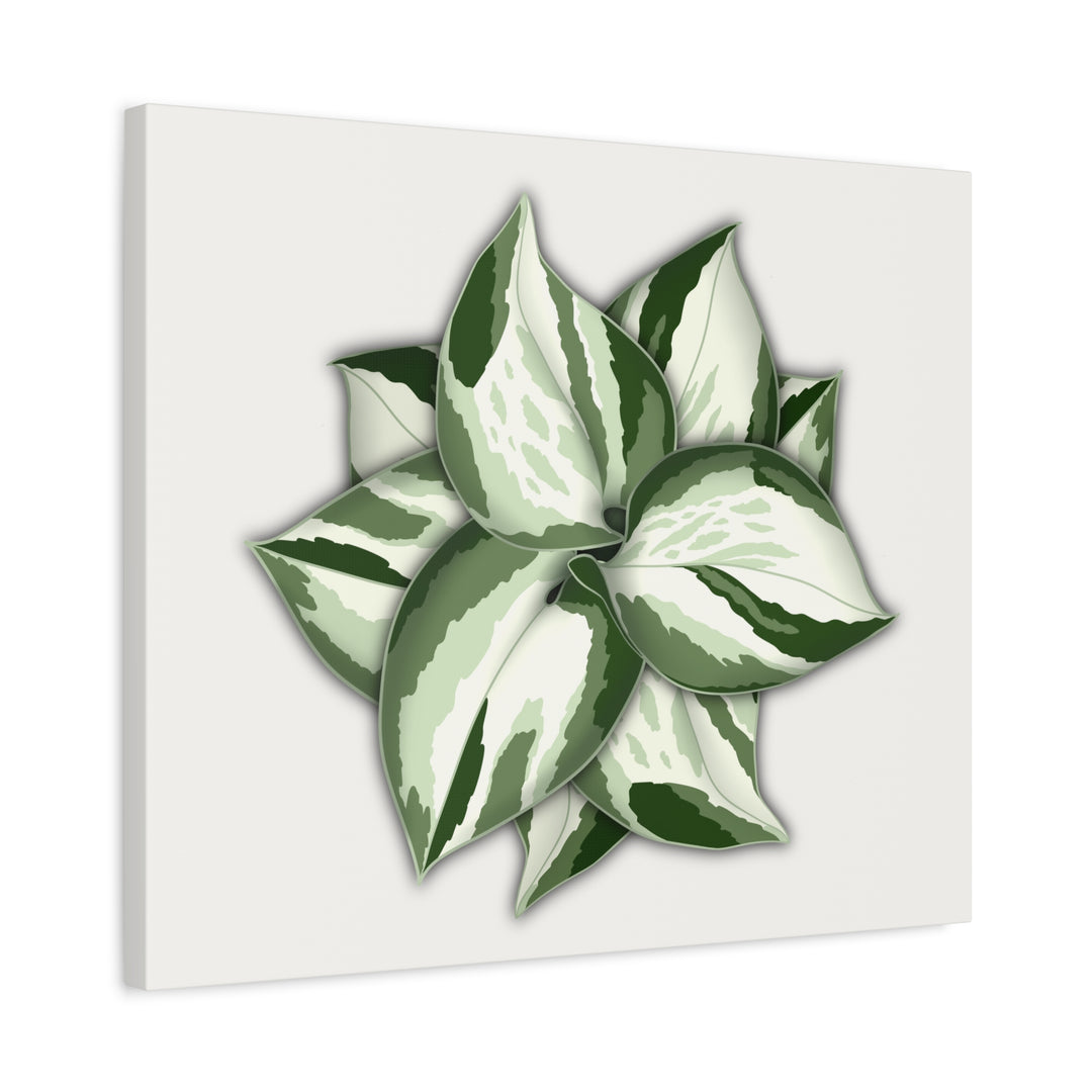 Manjula Pothos Canvas Print Stretched Matte Canvas Wall Art For Living Room And Office