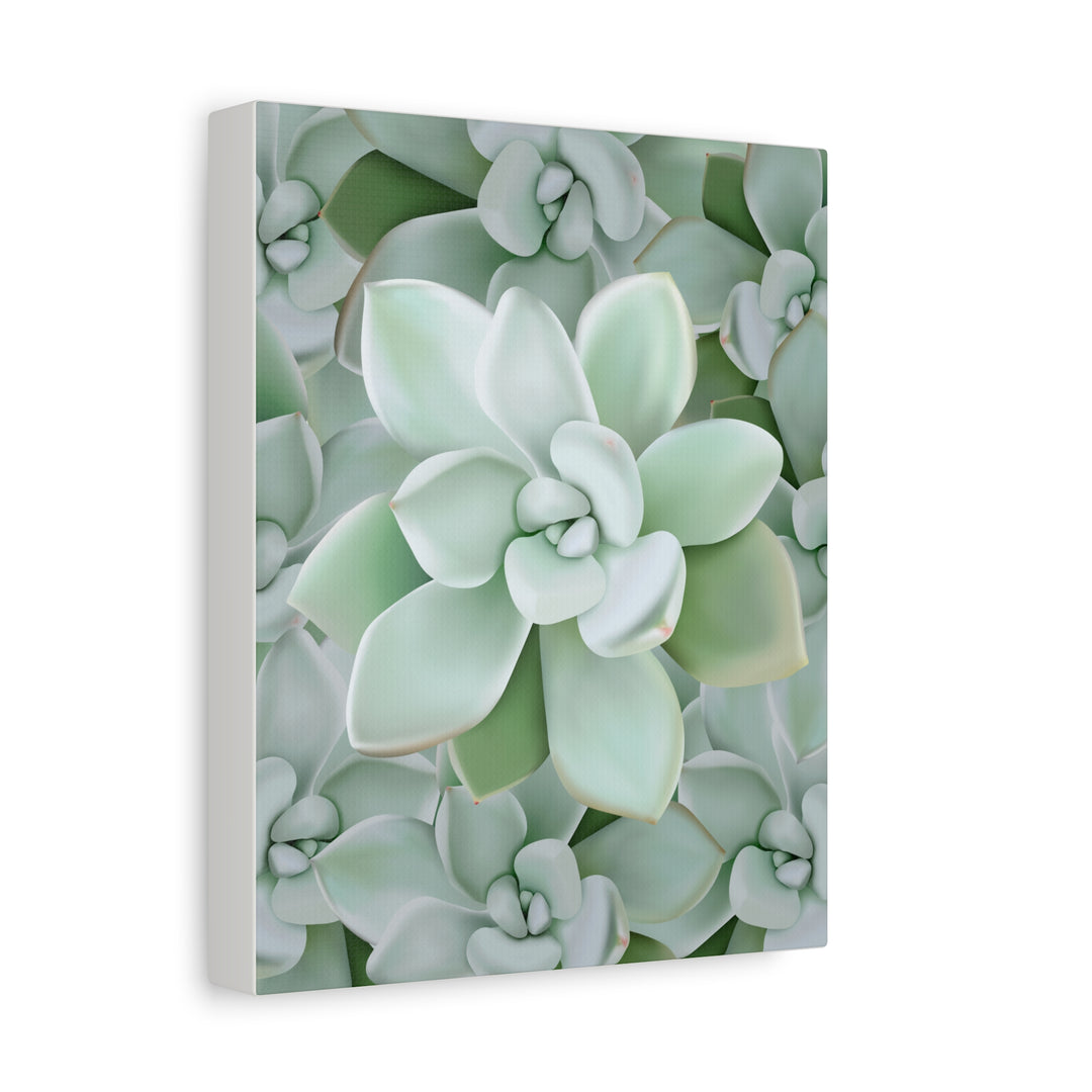 Pachyveria Haagei Succulent Pattern Canvas Art for Modern Home Decor 16x20 Matte Print