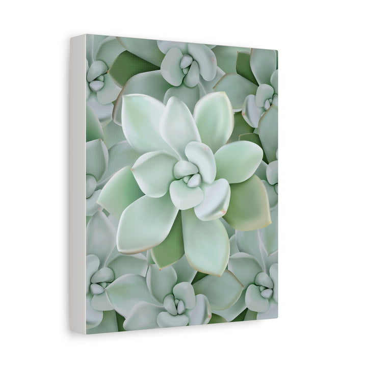 Pachyveria Haagei Succulent Pattern Canvas Art for Modern Home Decor 16x20 Matte Print