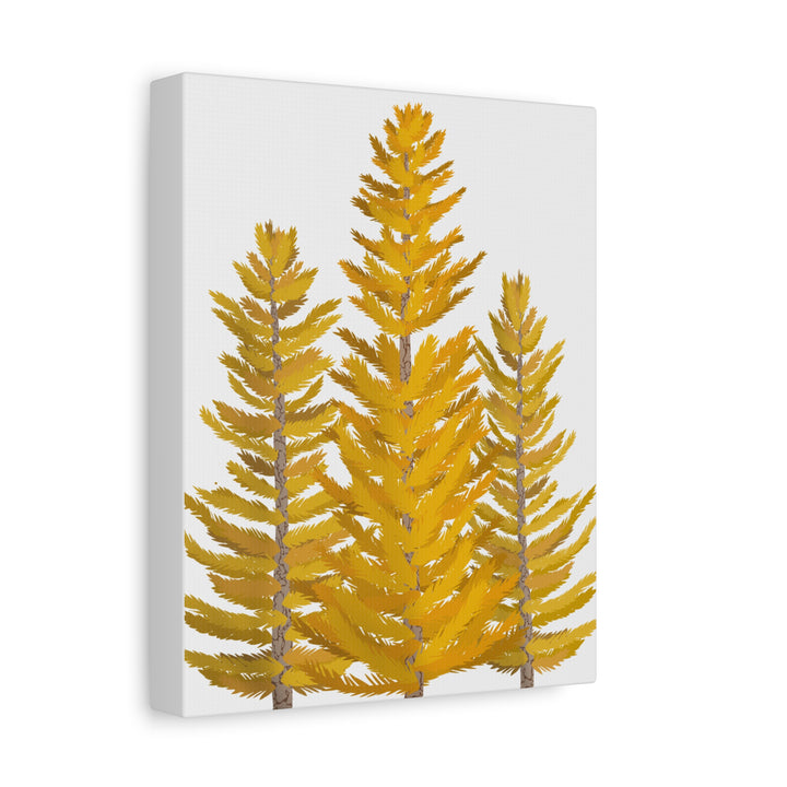 Western Larch Canvas Print – Wall Art