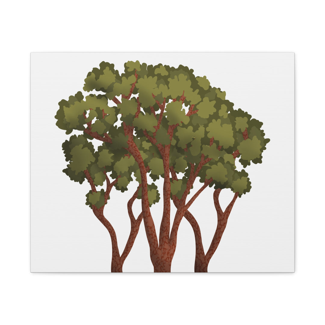 Pacific Madrone Canvas Print – Wall Art