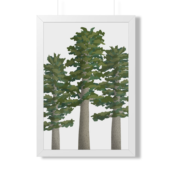 Sitka Spruce Framed Print – Wall Art