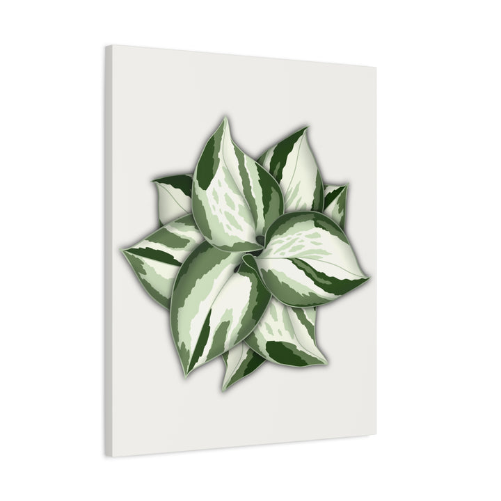 Manjula Pothos Canvas Print Stretched Matte Canvas Wall Art For Living Room And Office