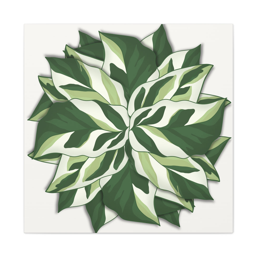 Calathea White Fusion Canvas Botanical Art Print On Stretched Cotton Canvas For Indoor Wall Decor