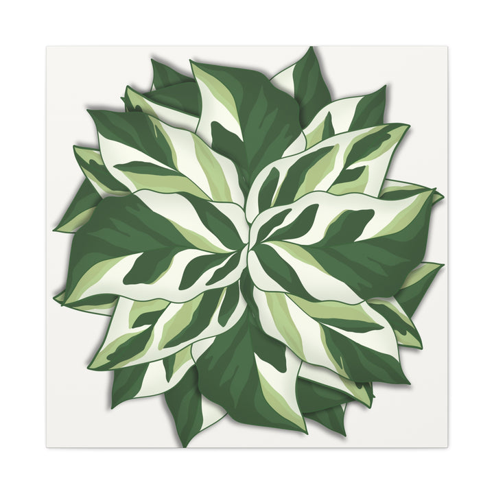 Calathea White Fusion Canvas Botanical Art Print On Stretched Cotton Canvas For Indoor Wall Decor
