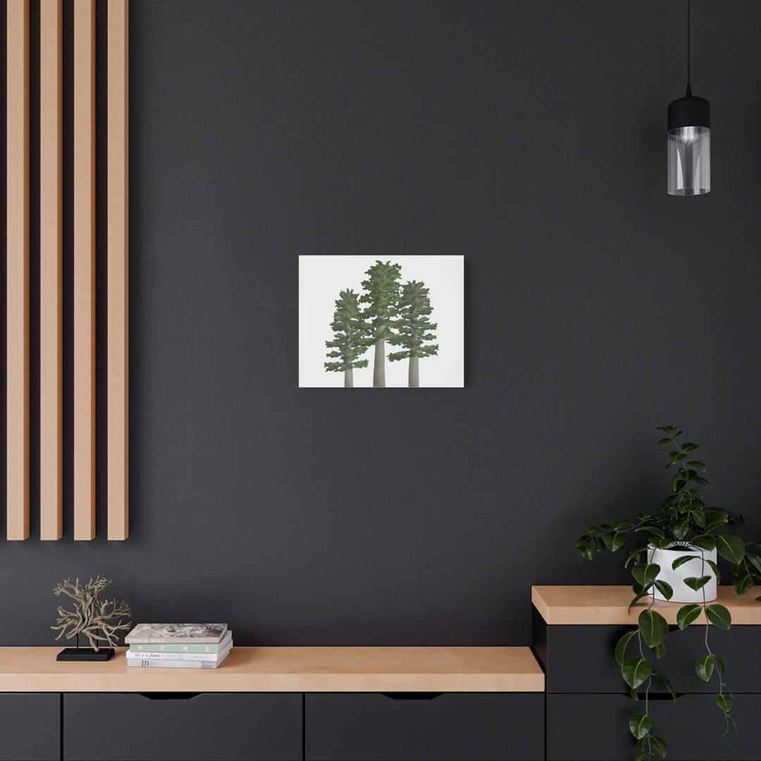 Sitka Spruce Canvas Print – Wall Art