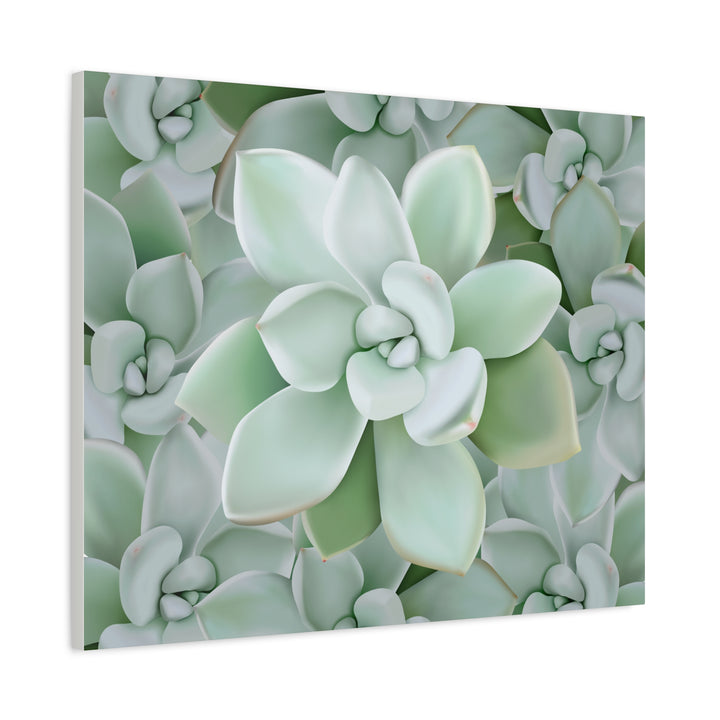 Pachyveria Haagei Succulent Pattern Canvas Art for Modern Home Decor 16x20 Matte Print