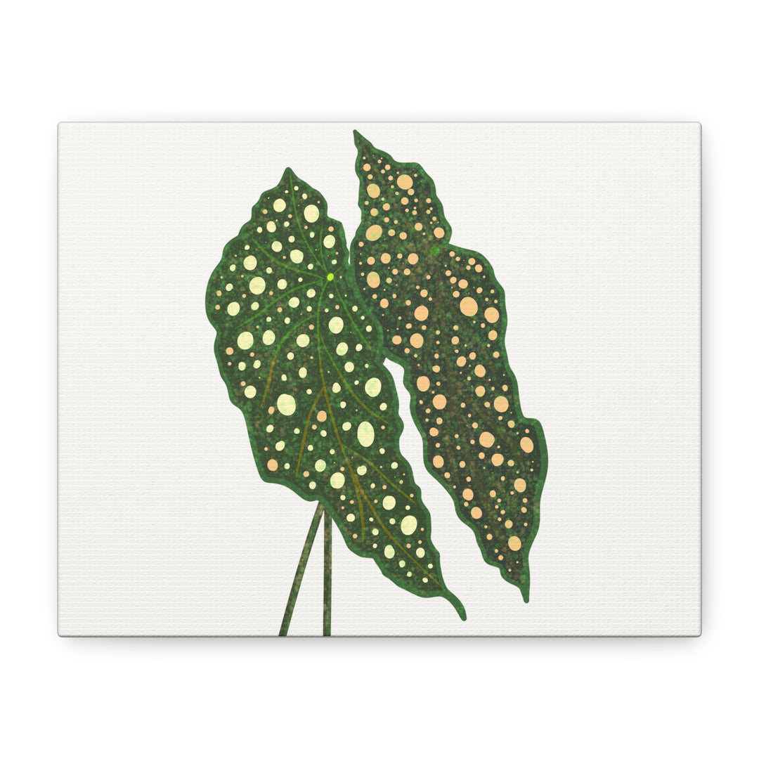 Begonia Maculata Canvas Premium Botanical Wall Art Print On Cotton Canvas With Matte Finish For Indoor Decor