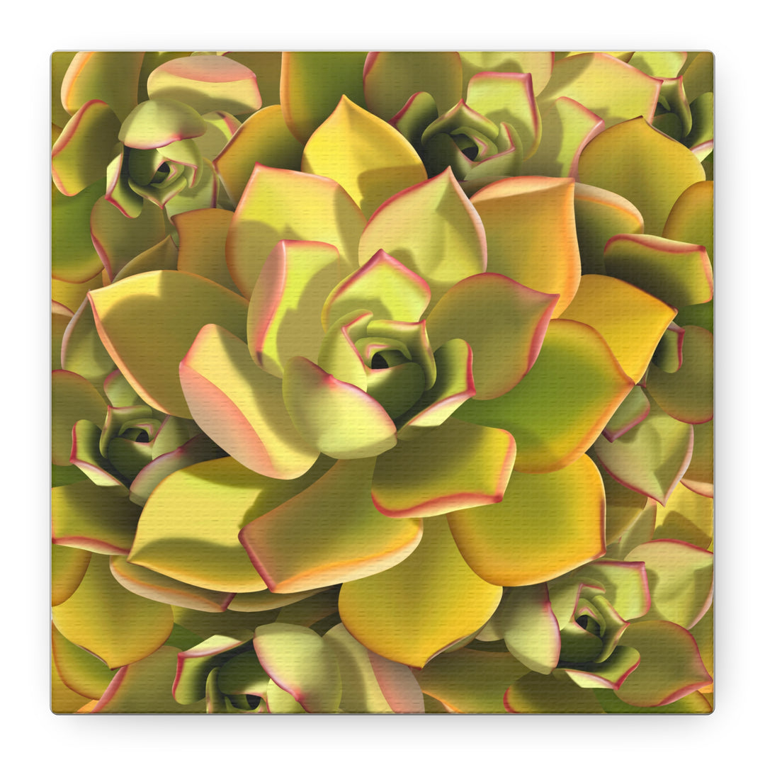Succulent Canvas Art Vibrant Aeonium Print On Matte Canvas Wall Decor 12x18 Inches Indoor Home