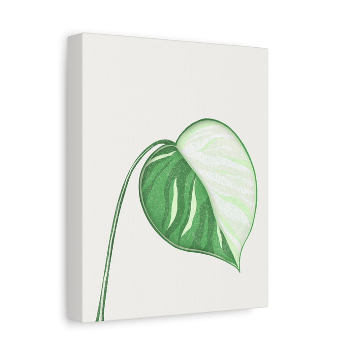 Monstera Albo Canvas Large Stretched Premium Quality Cotton Canvas Wall Art Tropical Leaf Poster Decor