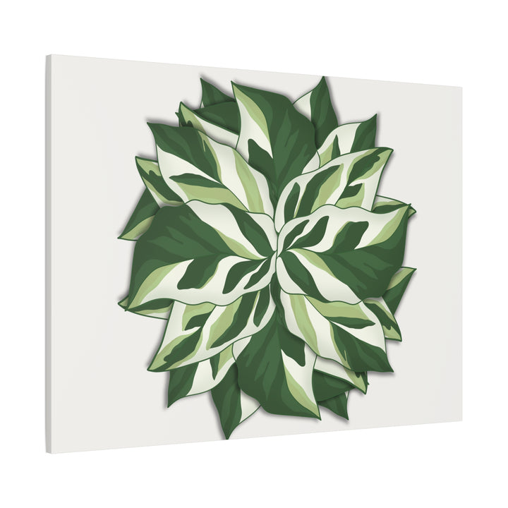 Calathea White Fusion Canvas Botanical Art Print On Stretched Cotton Canvas For Indoor Wall Decor