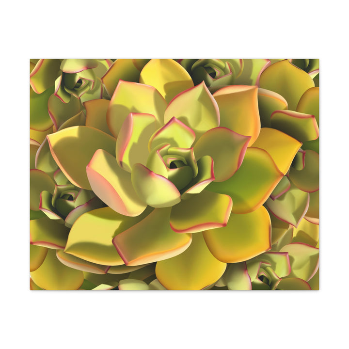 Succulent Canvas Art Vibrant Aeonium Print On Matte Canvas Wall Decor 12x18 Inches Indoor Home