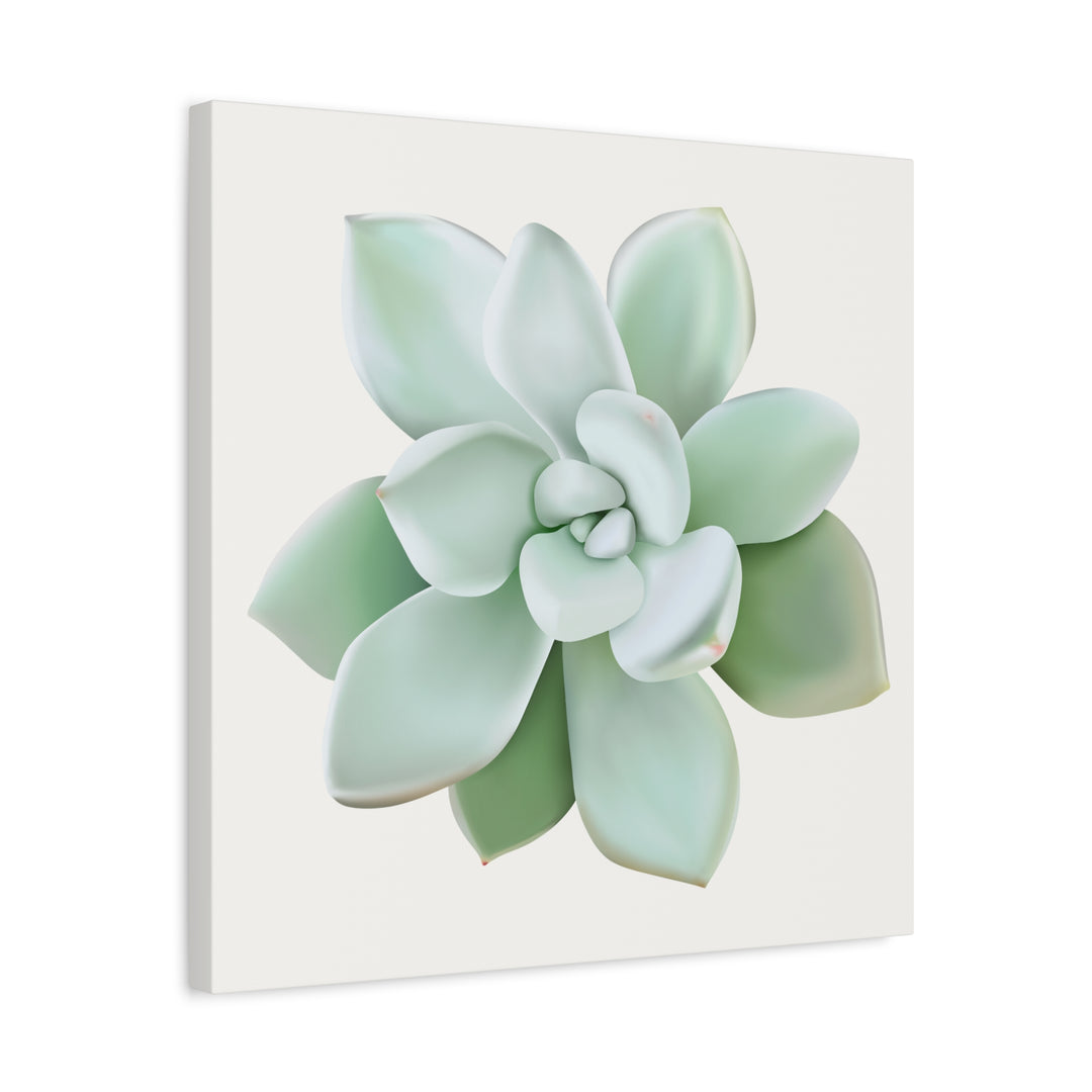 Succulent Canvas Art Pachyveria Haagei Print On Matte Finish Canvas Botanical Wall Decor