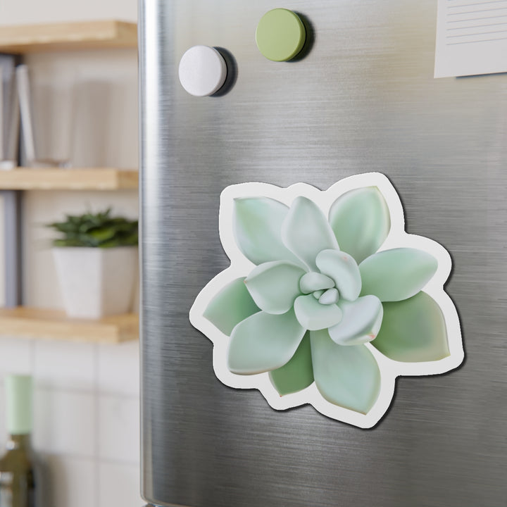 Pachyveria Haagei Succulent Magnet