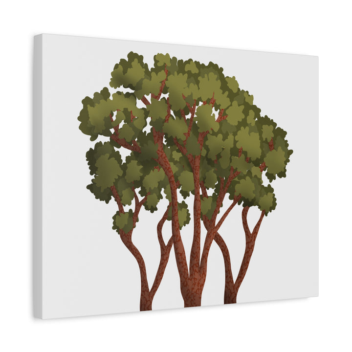 Pacific Madrone Canvas Print – Wall Art