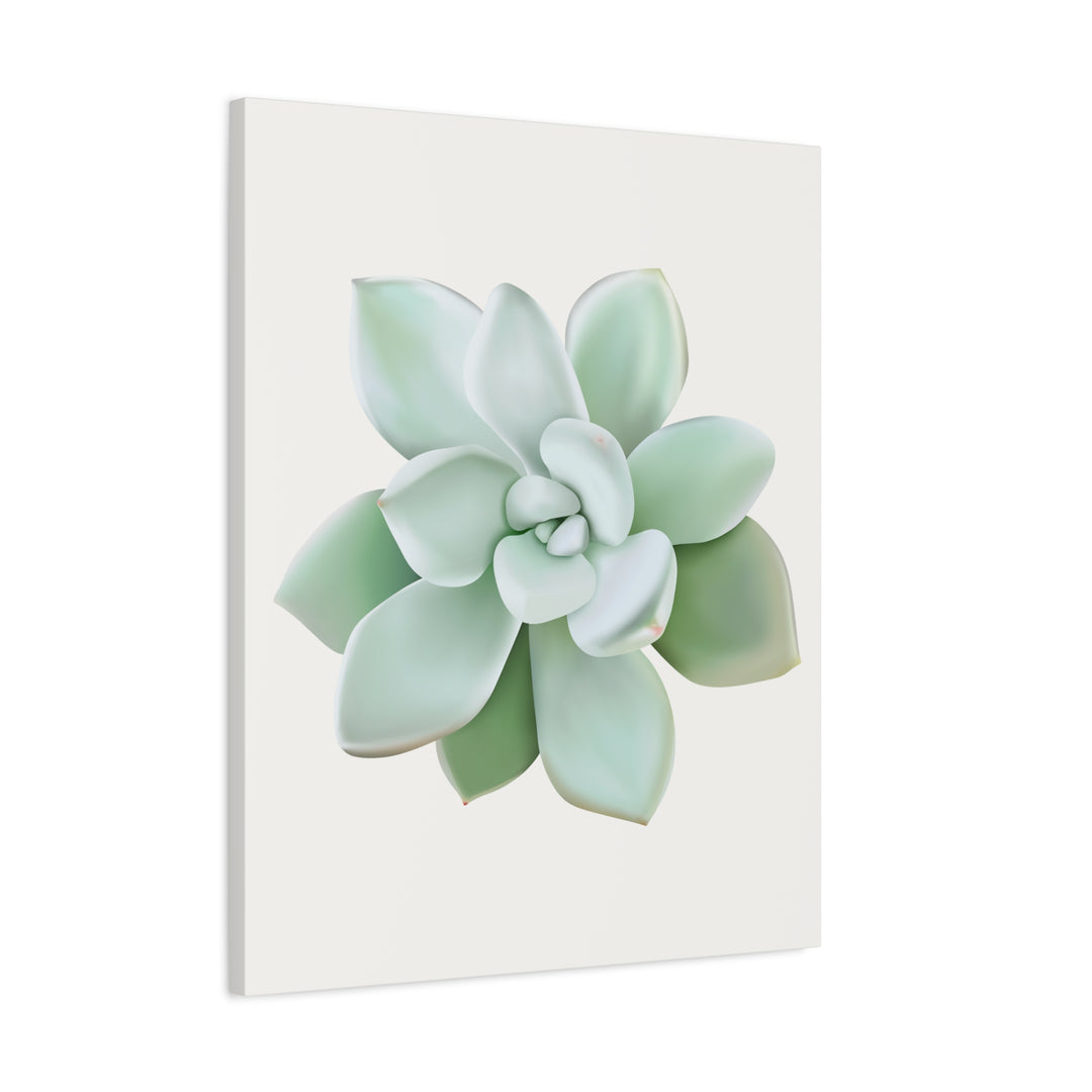 Succulent Canvas Art Pachyveria Haagei Print On Matte Finish Canvas Botanical Wall Decor