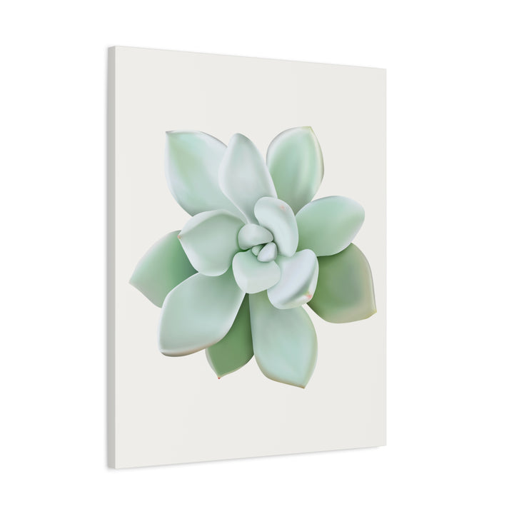 Succulent Canvas Art Pachyveria Haagei Print On Matte Finish Canvas Botanical Wall Decor