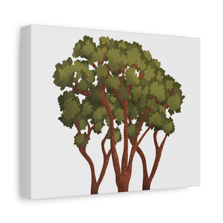 Pacific Madrone Canvas Print – Wall Art