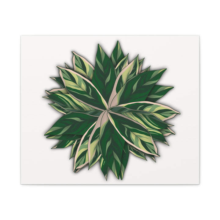 Stromanthe Triostar Canvas Wall Art Premium Matte Finish On Durable 1.25 Inch Frame For Vibrant Indoor Tropical Decor