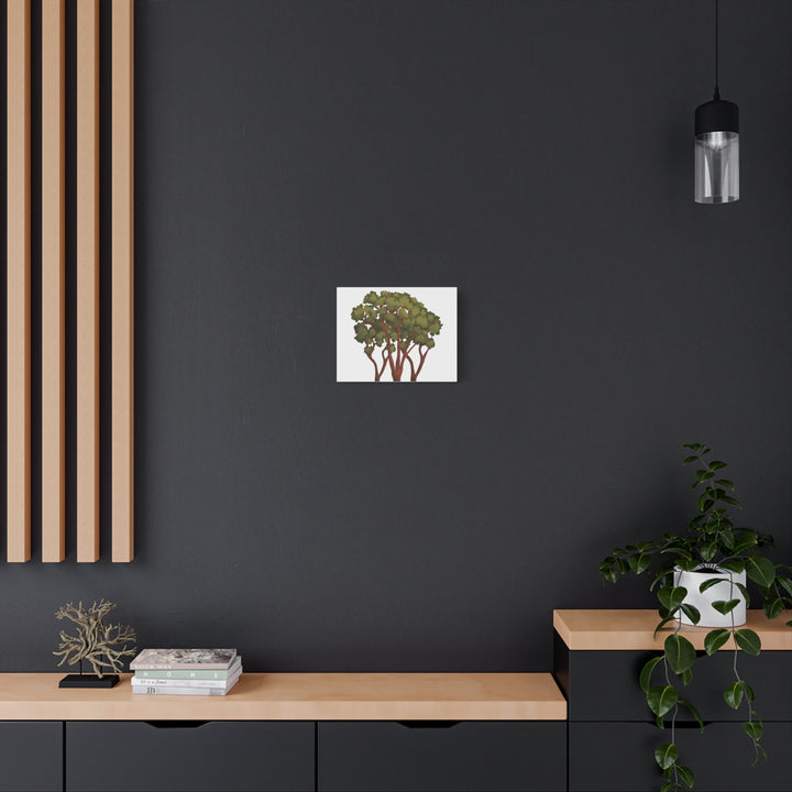 Pacific Madrone Canvas Print – Wall Art