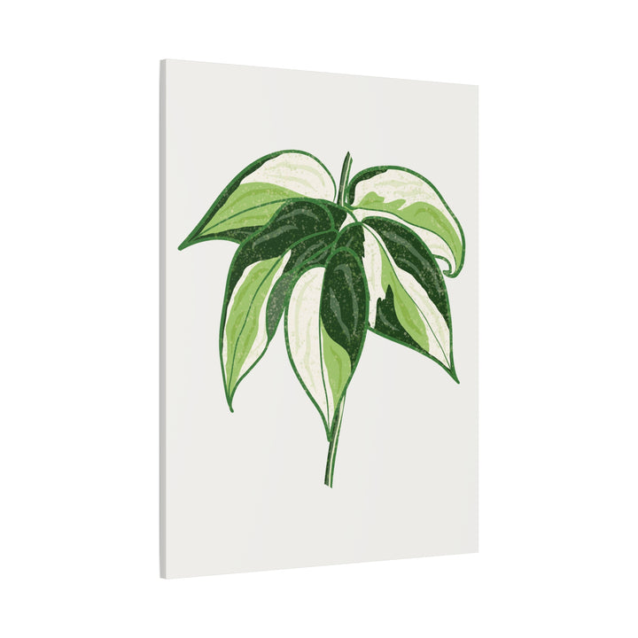 Philodendron Canvas Print Cream Splash Variegated Plant Art On Matte Cotton Canvas For Home Wall Decor