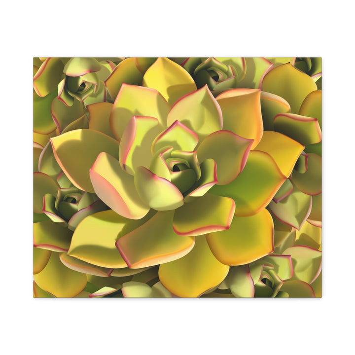 Succulent Canvas Art Vibrant Aeonium Print On Matte Canvas Wall Decor 12x18 Inches Indoor Home