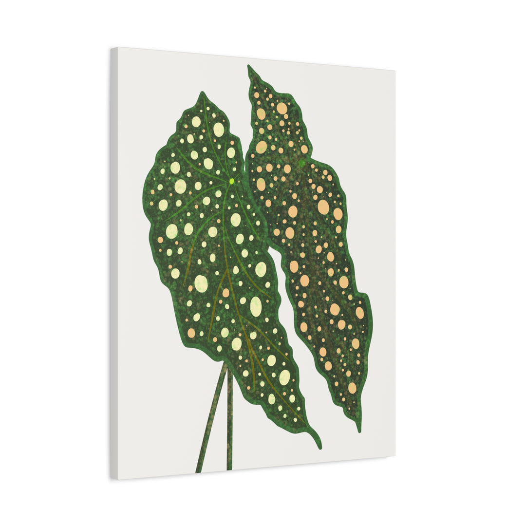 Begonia Maculata Canvas Premium Botanical Wall Art Print On Cotton Canvas With Matte Finish For Indoor Decor