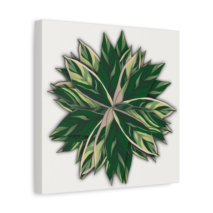 Stromanthe Triostar Canvas Wall Art Premium Matte Finish On Durable 1.25 Inch Frame For Vibrant Indoor Tropical Decor