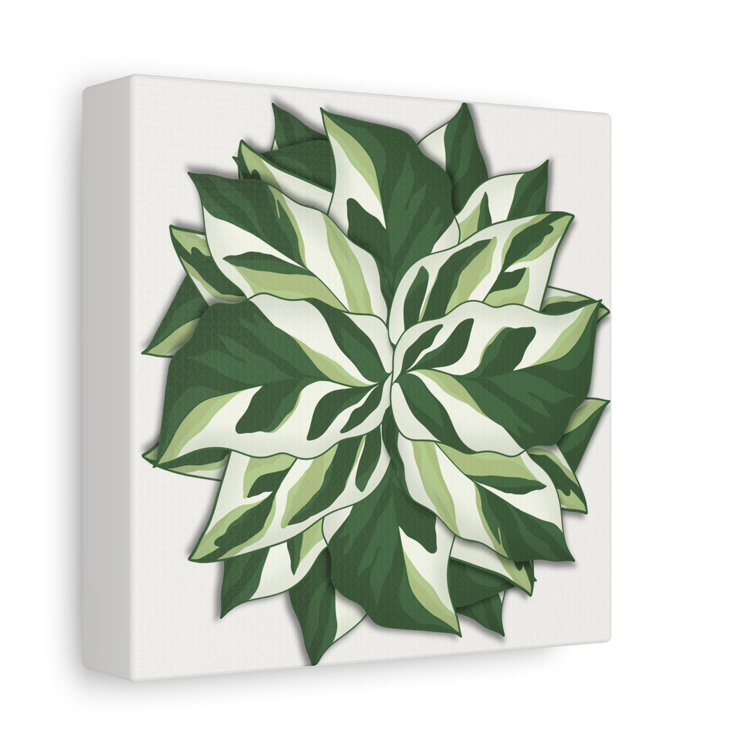 Calathea White Fusion Canvas Botanical Art Print On Stretched Cotton Canvas For Indoor Wall Decor