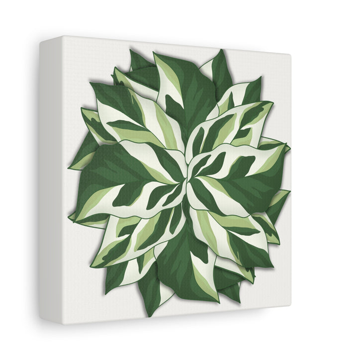 Calathea White Fusion Canvas Botanical Art Print On Stretched Cotton Canvas For Indoor Wall Decor