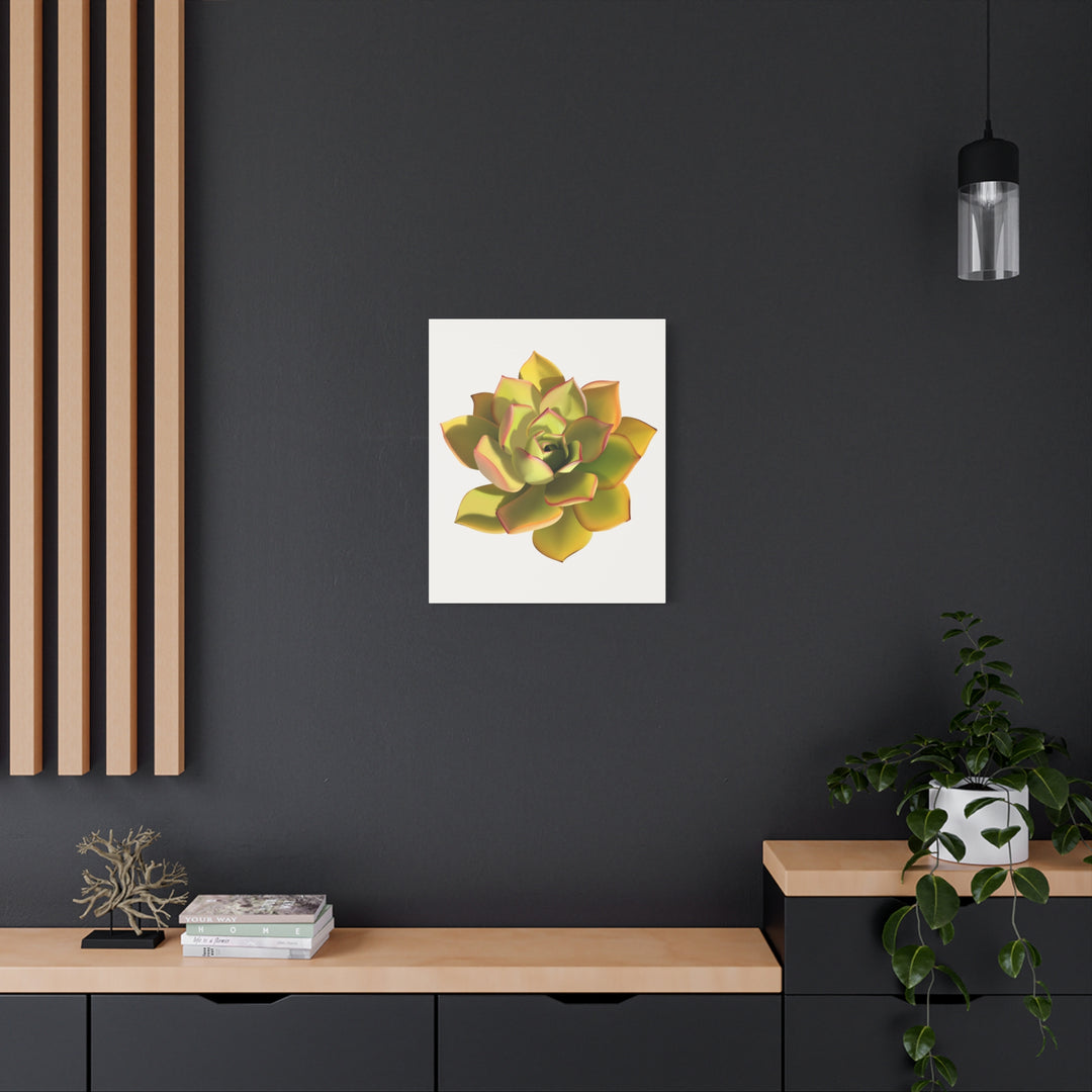 Noble Aeonium Succulent Canvas Wall Art Print for Modern Home Decor by The Potted Pixel