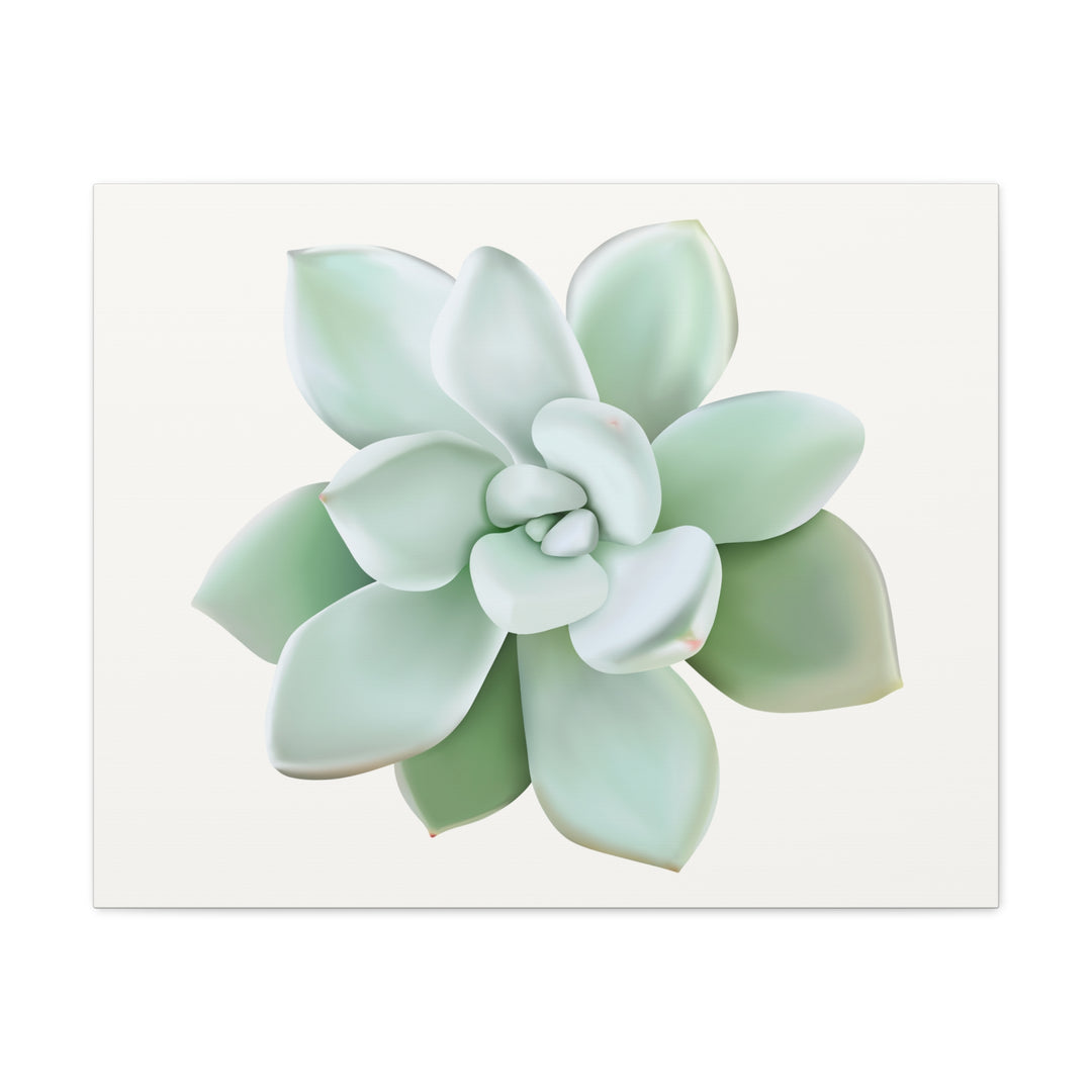 Succulent Canvas Art Pachyveria Haagei Print On Matte Finish Canvas Botanical Wall Decor