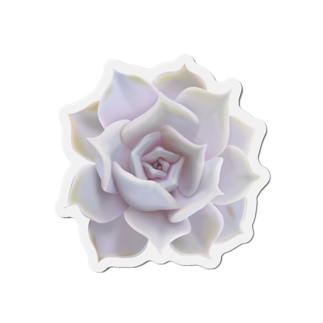 Echeveria Lilacina Succulent Magnet