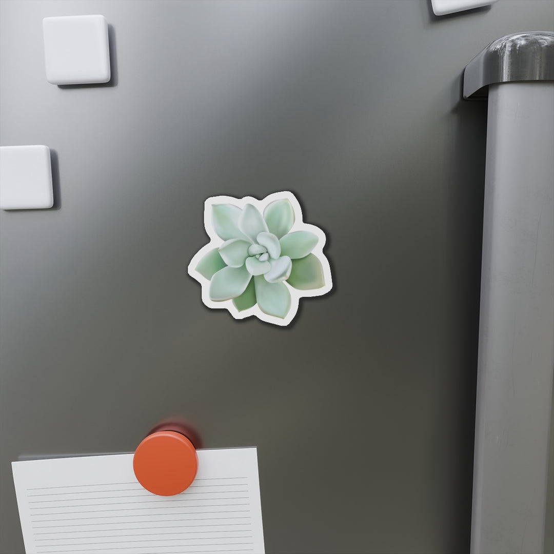 Pachyveria Haagei Succulent Magnet