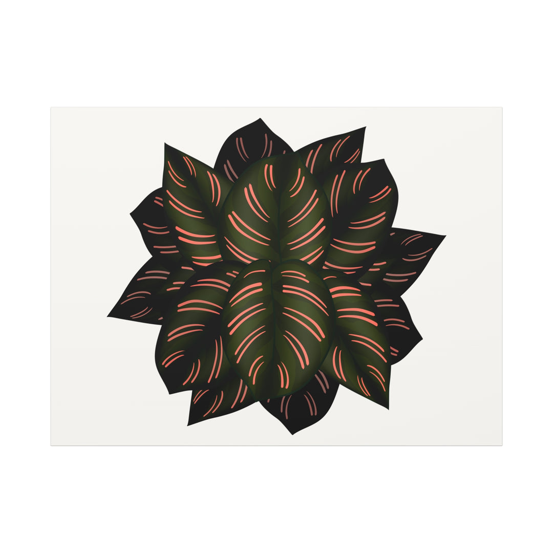 Calathea Pinstripe Canvas Botanical Wall Art Print On Stretched Cotton Canvas For Living Room Decor