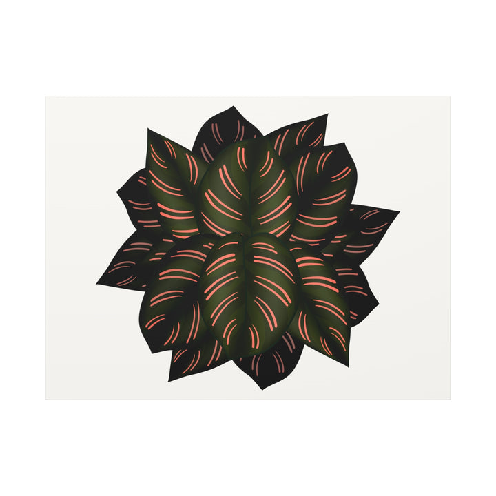 Calathea Pinstripe Canvas Botanical Wall Art Print On Stretched Cotton Canvas For Living Room Decor