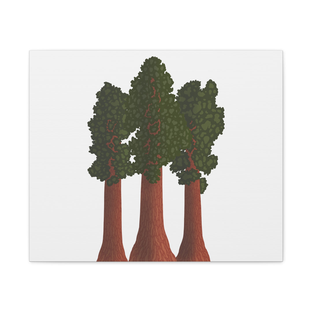 Giant Sequoias Canvas Print – Wall Art