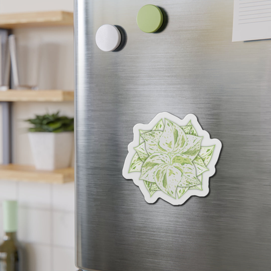 Snow Queen Pothos Magnet