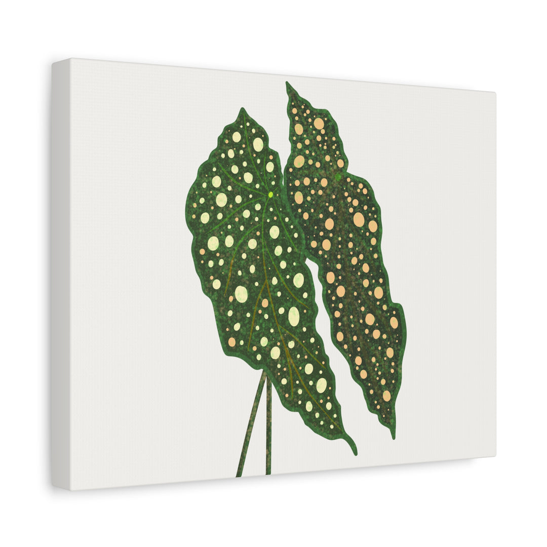 Begonia Maculata Canvas Premium Botanical Wall Art Print On Cotton Canvas With Matte Finish For Indoor Decor