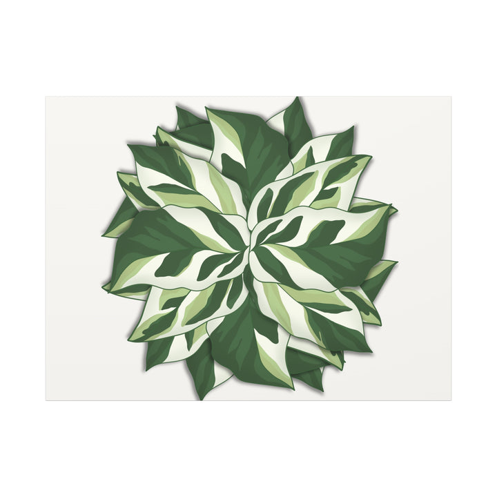 Calathea White Fusion Canvas Botanical Art Print On Stretched Cotton Canvas For Indoor Wall Decor