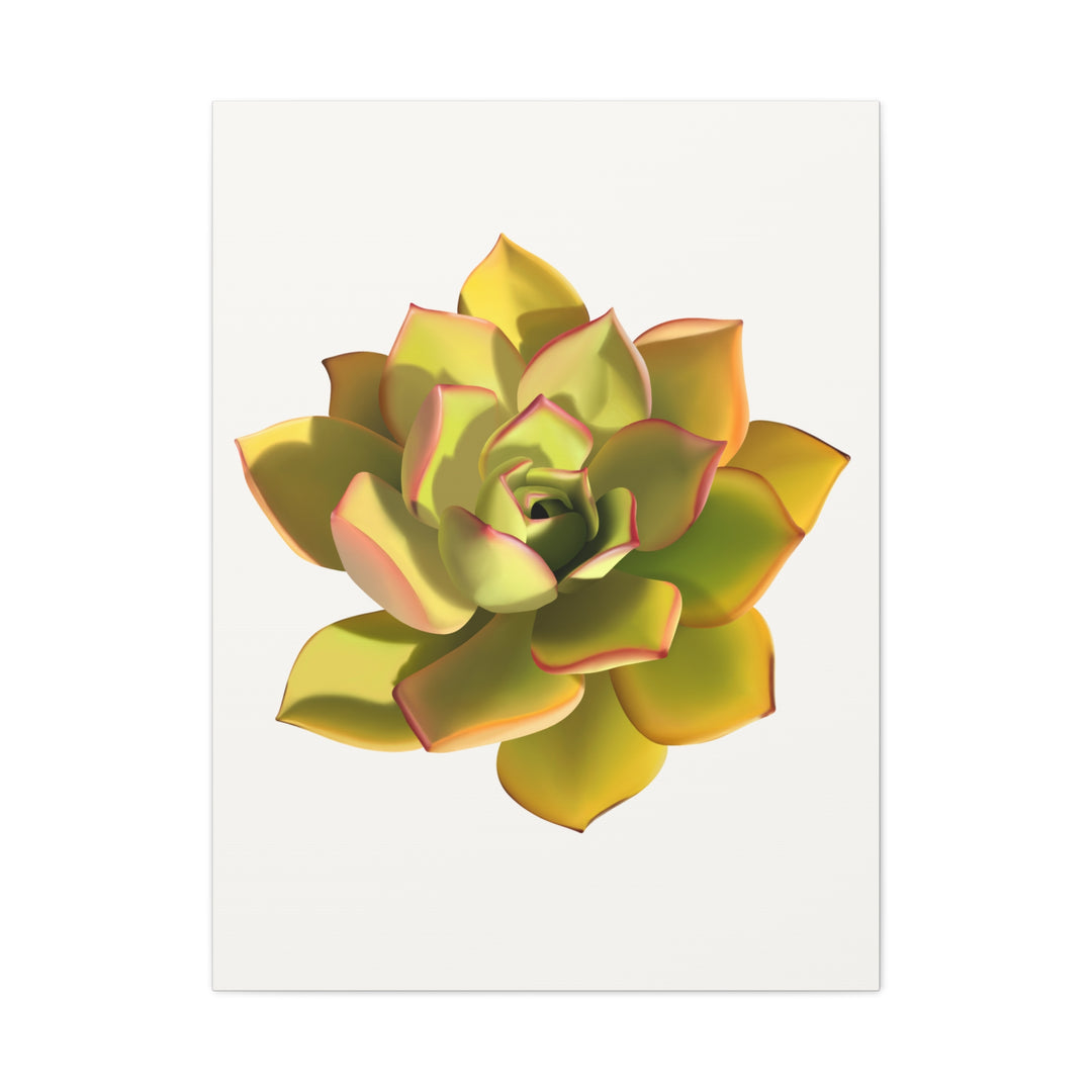 Noble Aeonium Succulent Canvas Wall Art Print for Modern Home Decor by The Potted Pixel