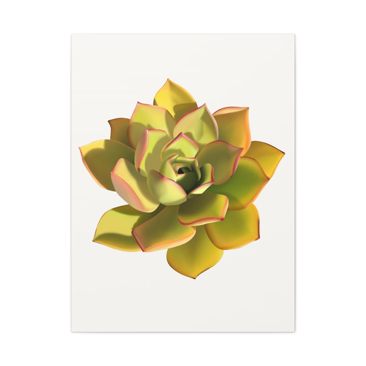 Noble Aeonium Succulent Canvas Wall Art Print for Modern Home Decor by The Potted Pixel