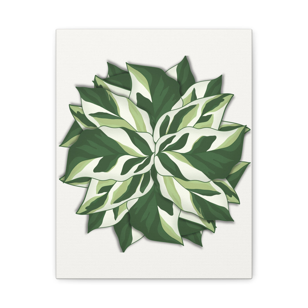 Calathea White Fusion Canvas Botanical Art Print On Stretched Cotton Canvas For Indoor Wall Decor