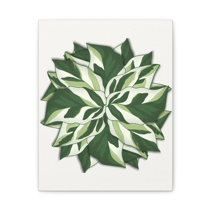 Calathea White Fusion Canvas Botanical Art Print On Stretched Cotton Canvas For Indoor Wall Decor
